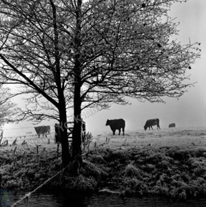 Leathley, Cattle